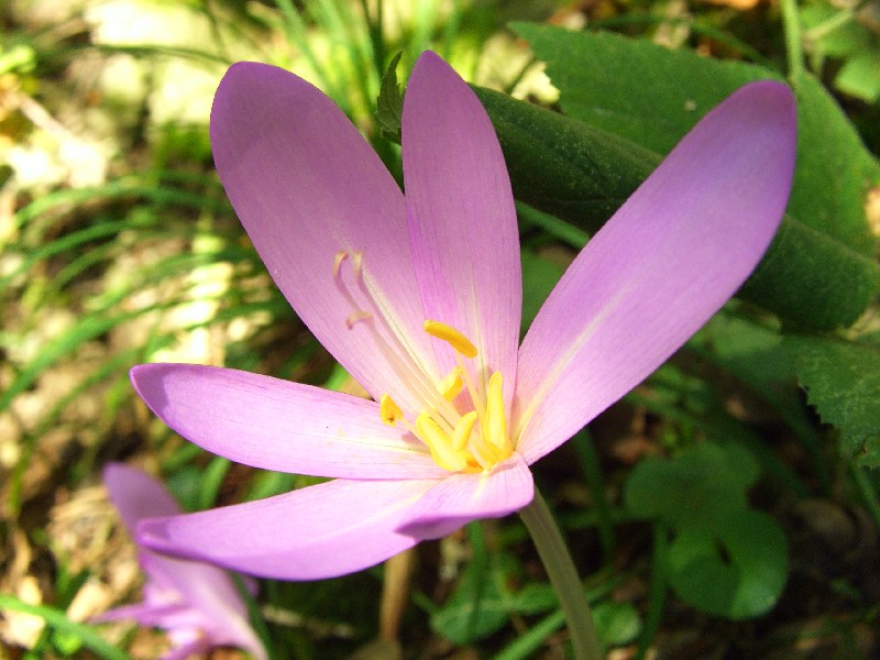 Impatiens balfourii e Colchicum autumnale